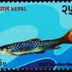 NEPAL FISH MINT NH STAMPS #A401