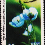 INDIA FLOWERS USED STAMPS