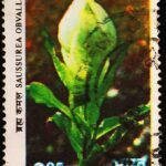 INDIA FLOWERS 2.85RS USED STAMPS