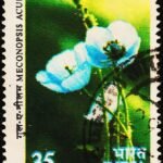 INDIA FLOWERS 35P USED STAMPS