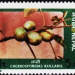 NEPAL 1978 FRUITS MINT NH STAMPS