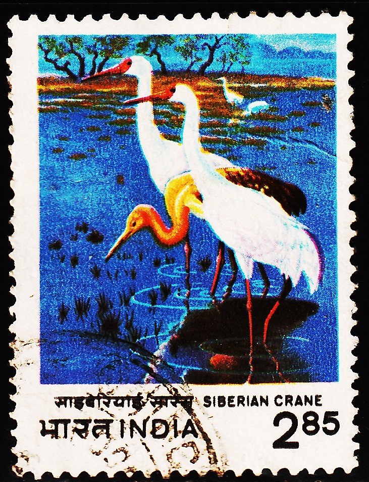 INDIA BIRDS USED STAMPS