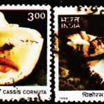 INDIA 1998 SEA SHELL 2 DIFFERENT USED STAMPS