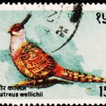 NEPAL BIRDS USED STAMPS