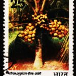 INDIA COCONUT RESEARCH USED STAMPS