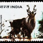 INDIA 1996 HIMALAYAN ANIMAL USED STAMPS